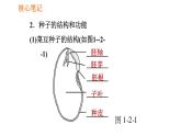 人教版七年级上册生物习题课件 第3单元 3.1.2.1 种子的结构