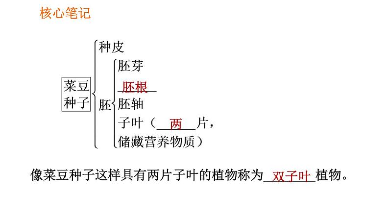 人教版七年级上册生物习题课件 第3单元 3.1.2.1 种子的结构04