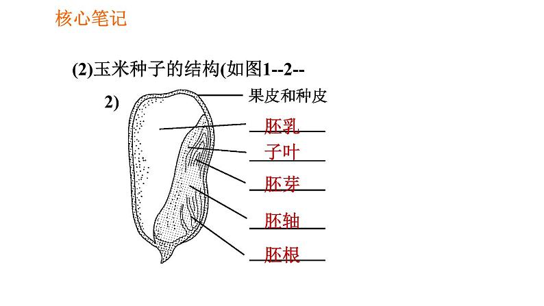 人教版七年级上册生物习题课件 第3单元 3.1.2.1 种子的结构05