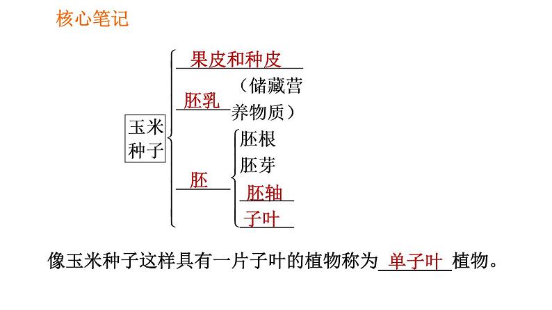 人教版七年级上册生物习题课件 第3单元 3.1.2.1 种子的结构06