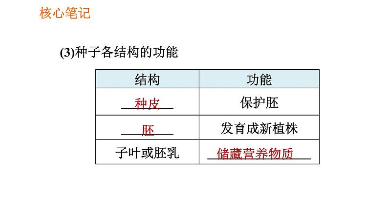 人教版七年级上册生物习题课件 第3单元 3.1.2.1 种子的结构07