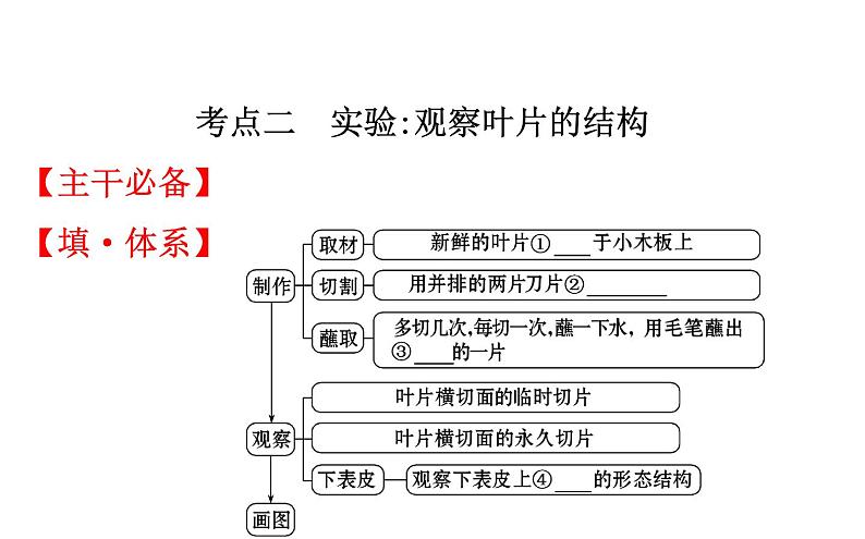 2021-2022学年人教版生物中考复习之绿色植物与生物圈的水循环课件PPT07