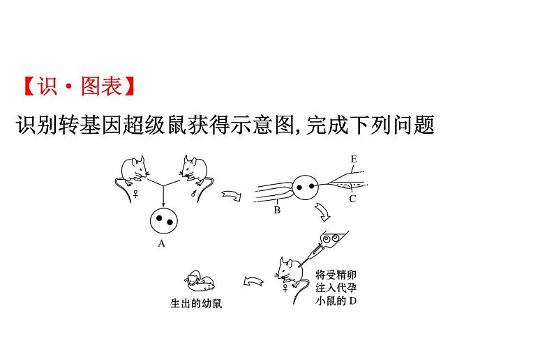 2021-2022学年人教版生物中考复习之生物的遗传与变异课件PPT04