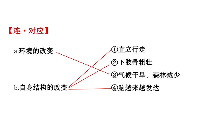 2021-2022学年人教版生物中考复习之人的由来课件PPT03