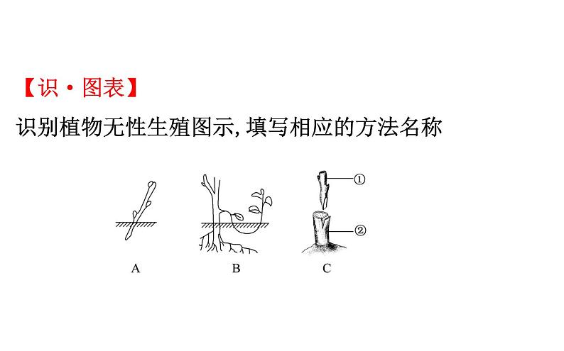 2021-2022学年人教版生物中考复习之生物的生殖和发育课件PPT05