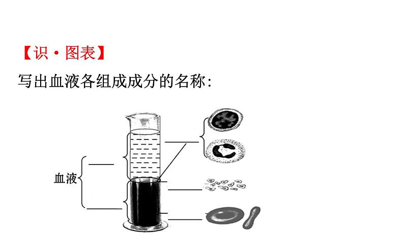 2021-2022学年人教版生物中考复习之人体内物质的运输课件PPT第3页