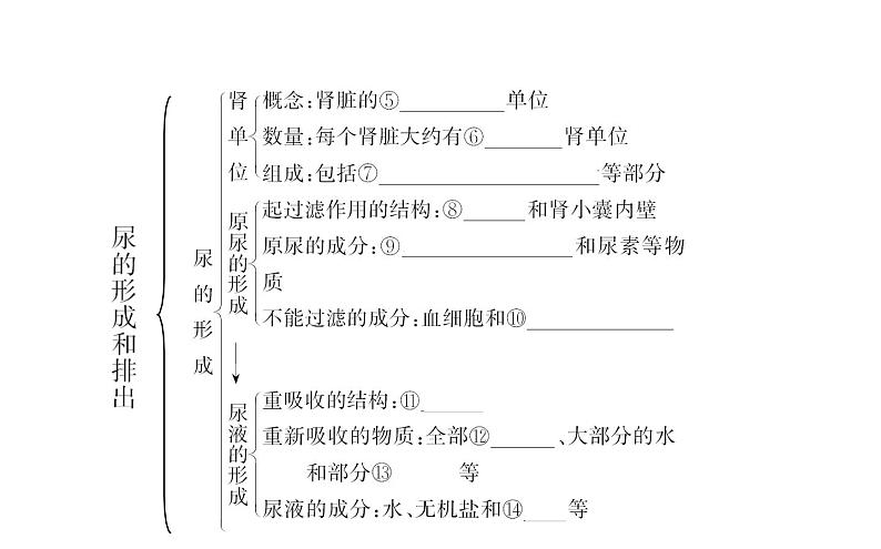 2021-2022学年人教版生物中考复习之人体内废物的排出课件PPT第3页