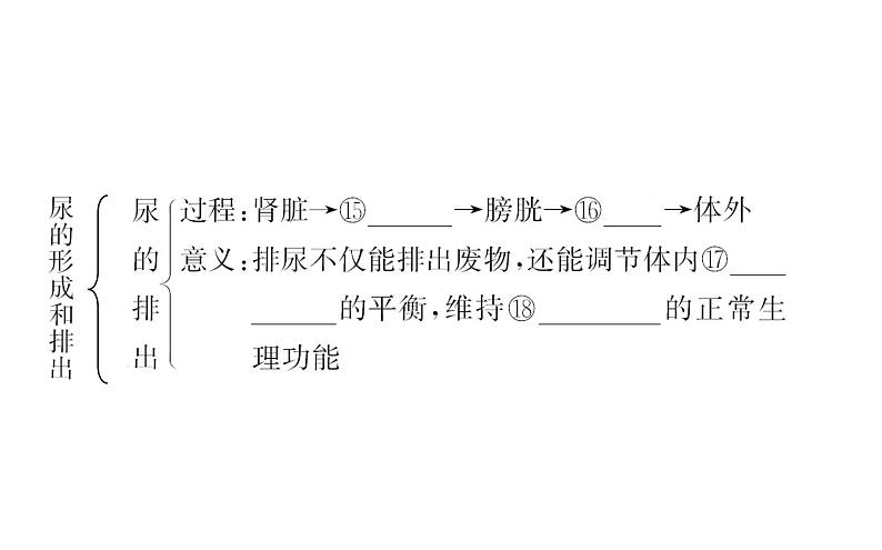 2021-2022学年人教版生物中考复习之人体内废物的排出课件PPT第4页