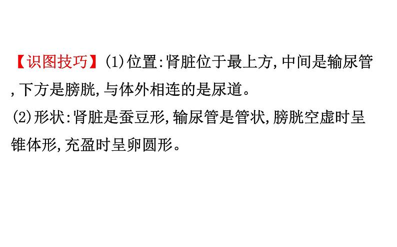 2021-2022学年人教版生物中考复习之人体内废物的排出课件PPT第6页