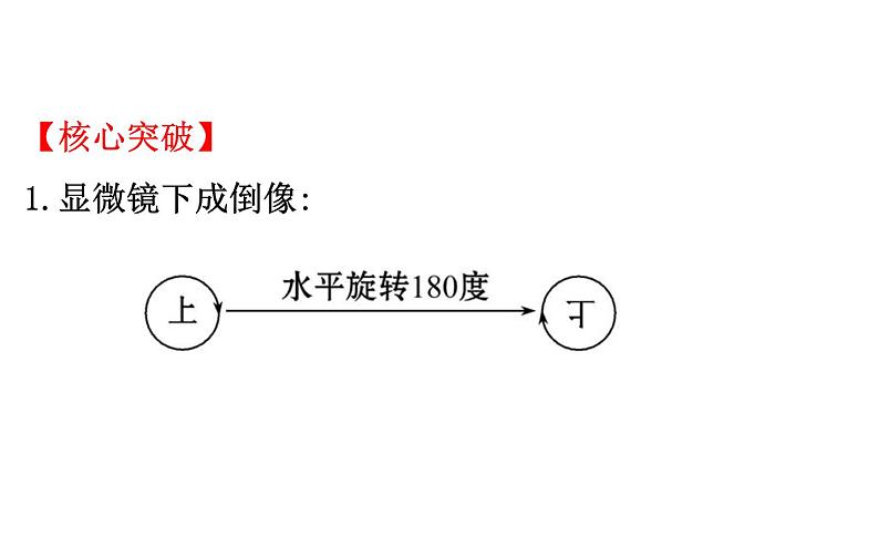 2021-2022学年人教版生物中考复习之细胞是生命活动的基本单位课件PPT第7页