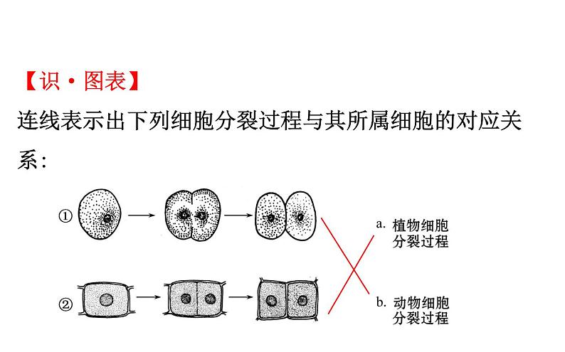 2021-2022学年人教版生物中考复习之细胞怎样构成生物体课件PPT03