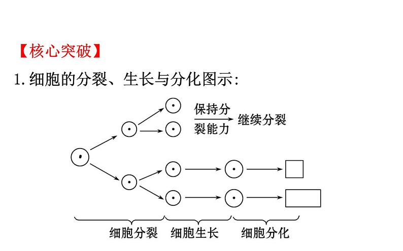 2021-2022学年人教版生物中考复习之细胞怎样构成生物体课件PPT06