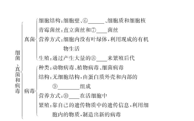 2021-2022学年人教版生物中考复习之细菌和真菌&5.5病毒课件PPT04