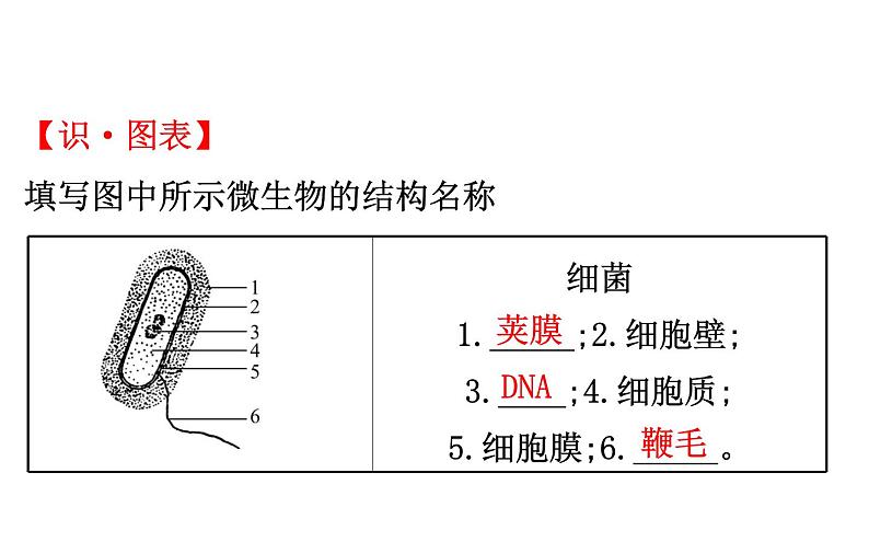 2021-2022学年人教版生物中考复习之细菌和真菌&5.5病毒课件PPT05