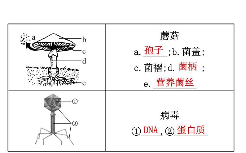 2021-2022学年人教版生物中考复习之细菌和真菌&5.5病毒课件PPT06