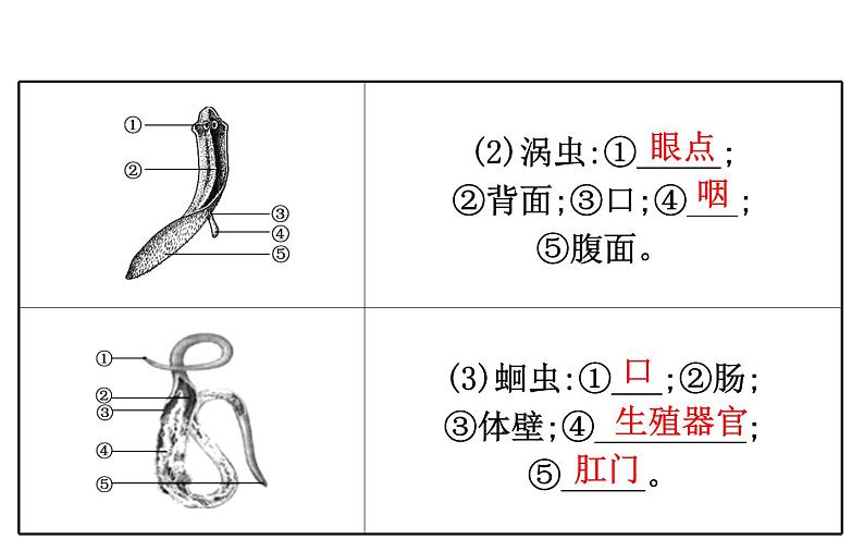 2021-2022学年人教版生物中考复习之动物的主要类群课件PPT06