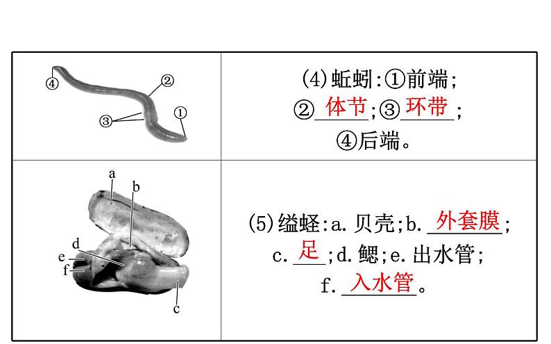 2021-2022学年人教版生物中考复习之动物的主要类群课件PPT07