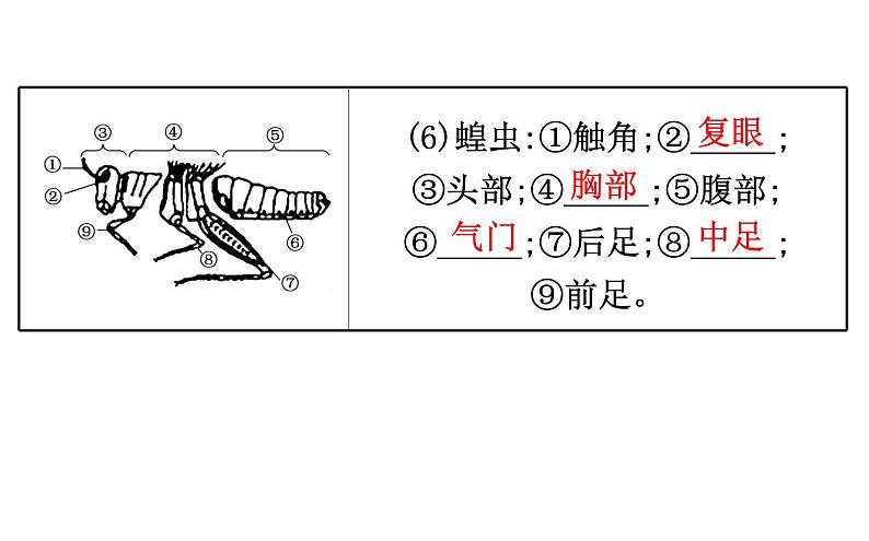 2021-2022学年人教版生物中考复习之动物的主要类群课件PPT08