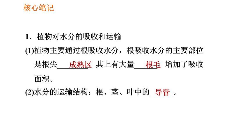 人教版七年级上册生物习题课件 第3单元 3.3 绿色植物与生物圈的水循环002