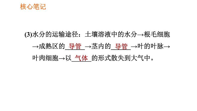 人教版七年级上册生物习题课件 第3单元 3.3 绿色植物与生物圈的水循环003