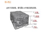 人教版七年级上册生物习题课件 第3单元 3.3 绿色植物与生物圈的水循环0