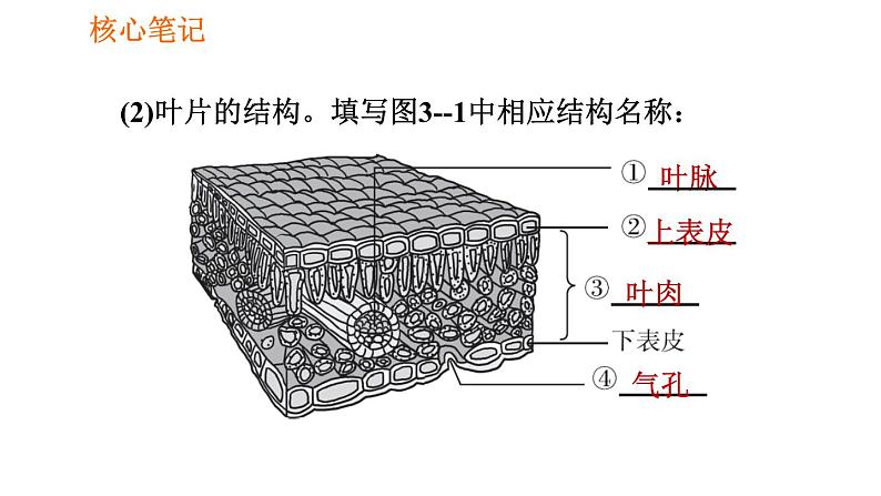 人教版七年级上册生物习题课件 第3单元 3.3 绿色植物与生物圈的水循环005