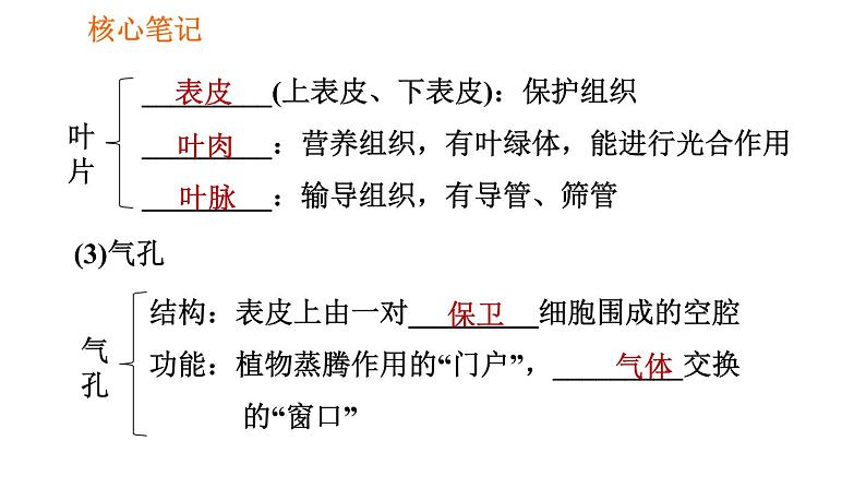 人教版七年级上册生物习题课件 第3单元 3.3 绿色植物与生物圈的水循环006