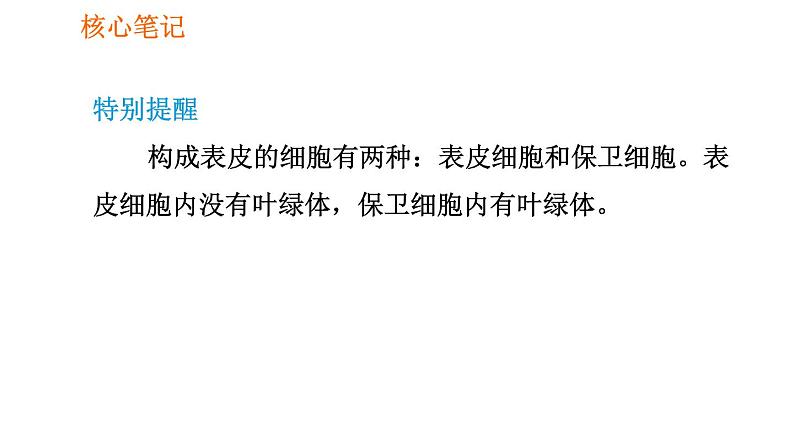 人教版七年级上册生物习题课件 第3单元 3.3 绿色植物与生物圈的水循环007