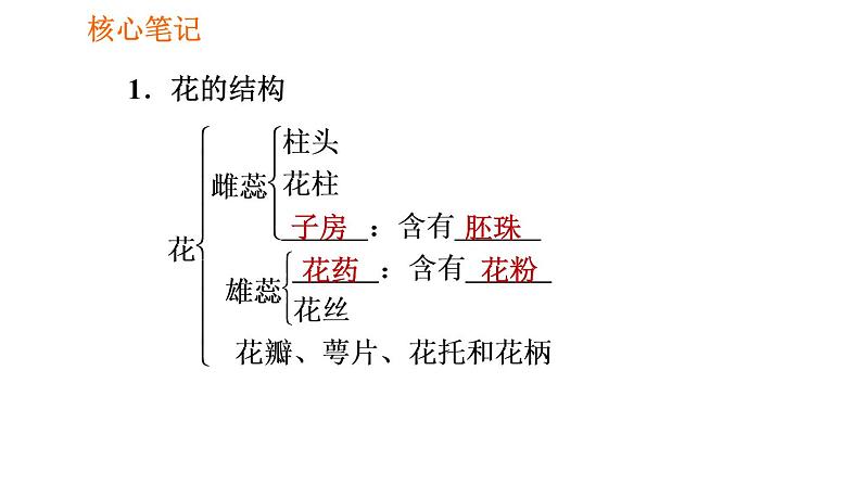 人教版七年级上册生物习题课件 第3单元 3.2.3 开花和结果002