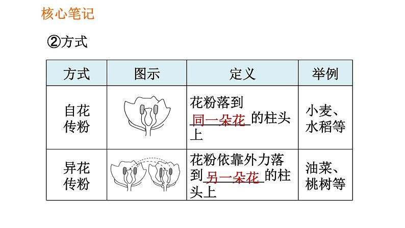 人教版七年级上册生物习题课件 第3单元 3.2.3 开花和结果004