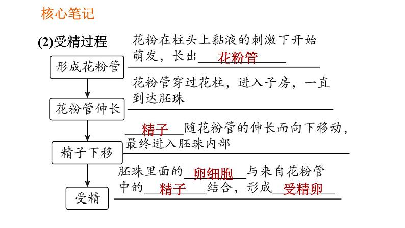 人教版七年级上册生物习题课件 第3单元 3.2.3 开花和结果005