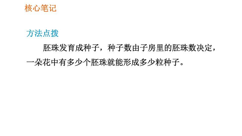 人教版七年级上册生物习题课件 第3单元 3.2.3 开花和结果007