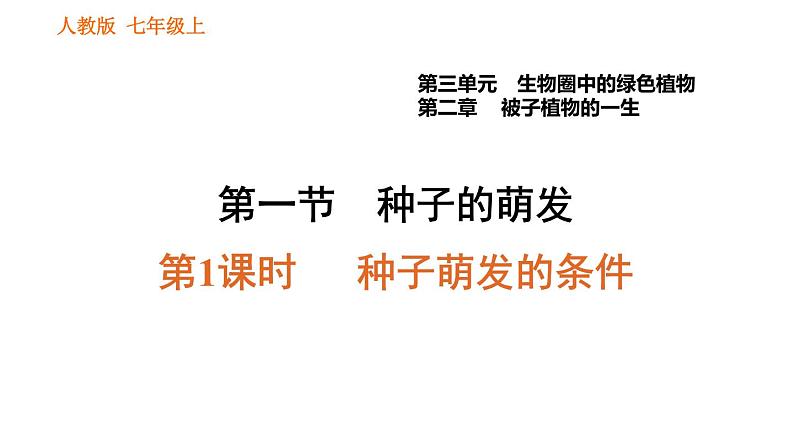 人教版七年级上册生物习题课件 第3单元 3.2.1.1 种子萌发的条件0第1页