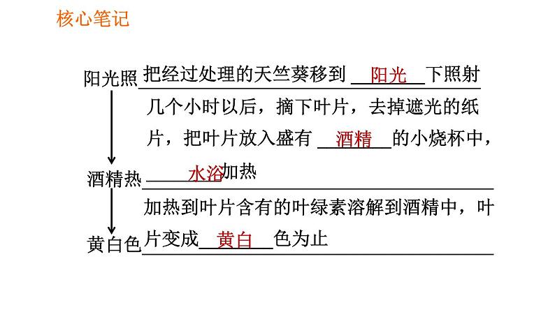 人教版七年级上册生物习题课件 第3单元 3.4 绿色植物是生物圈中有机物的制造者003