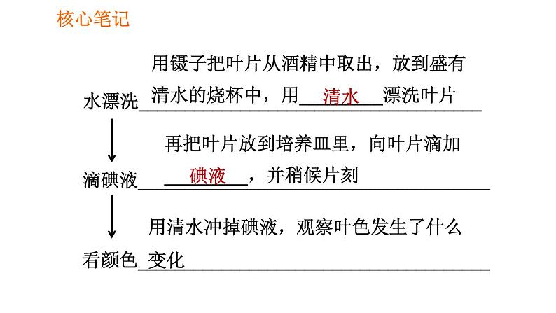 人教版七年级上册生物习题课件 第3单元 3.4 绿色植物是生物圈中有机物的制造者004