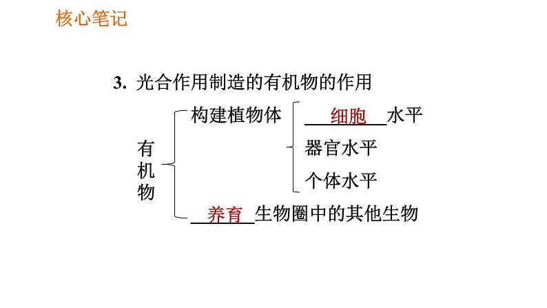 人教版七年级上册生物习题课件 第3单元 3.4 绿色植物是生物圈中有机物的制造者007