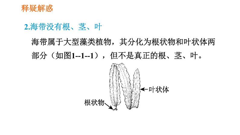 人教版七年级上册生物习题课件 第3单元 3.1.1 藻类、苔藓和厥类植物007