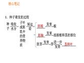 人教版七年级上册生物习题课件 第3单元 3.2.1.2 种子萌发的过程