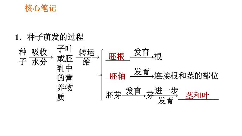 人教版七年级上册生物习题课件 第3单元 3.2.1.2 种子萌发的过程02