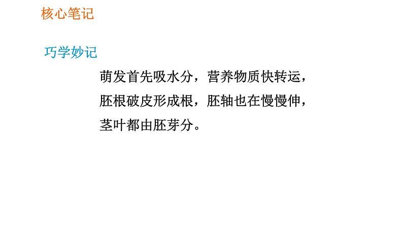 人教版七年级上册生物习题课件 第3单元 3.2.1.2 种子萌发的过程03