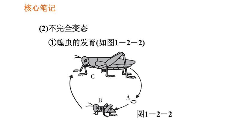 人教版八年级下册生物 第7单元 习题课件06