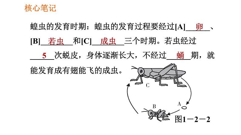 人教版八年级下册生物 第7单元 习题课件07