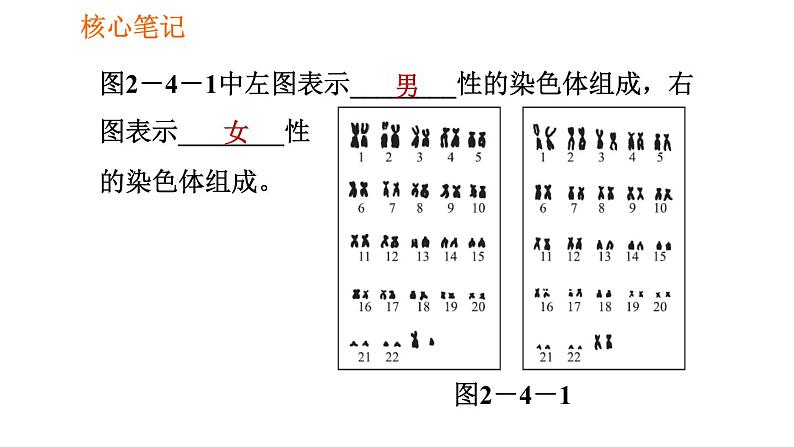 人教版八年级下册生物 第7单元 习题课件03