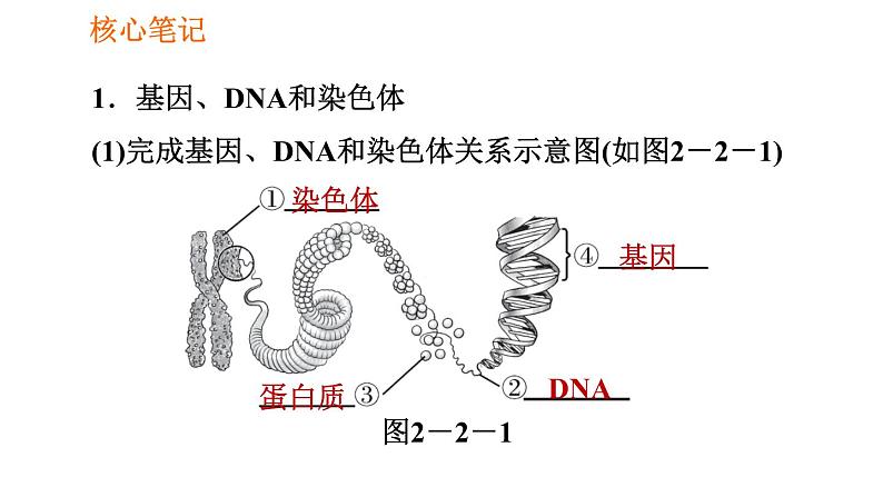 人教版八年级下册生物 第7单元 习题课件02