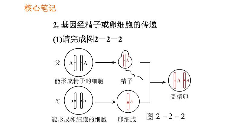 人教版八年级下册生物 第7单元 习题课件06