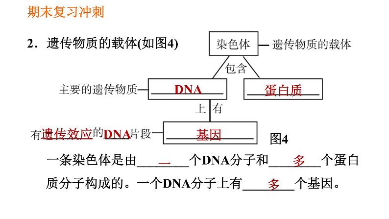 人教版八年级下册生物 期末复习冲刺 习题课件06