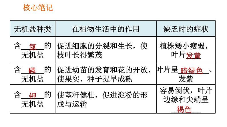 人教版七年级上册生物习题课件 第3单元 3.2.2 植株的生长第6页