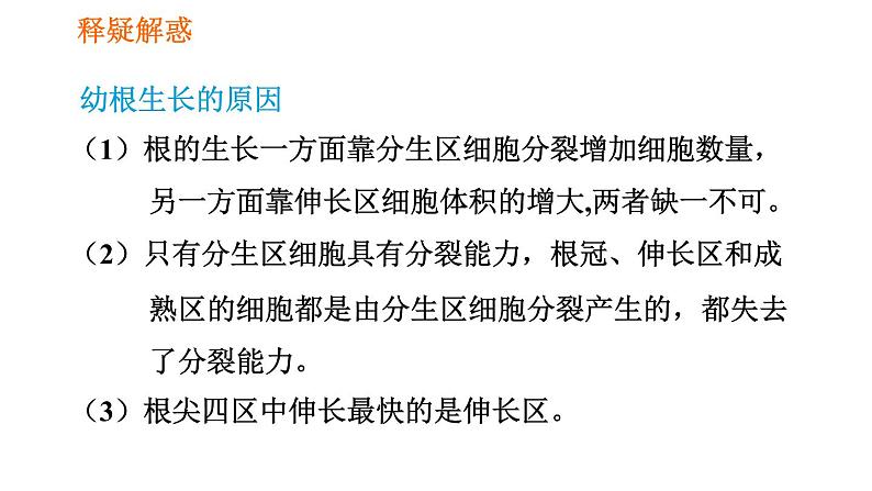 人教版七年级上册生物习题课件 第3单元 3.2.2 植株的生长第8页