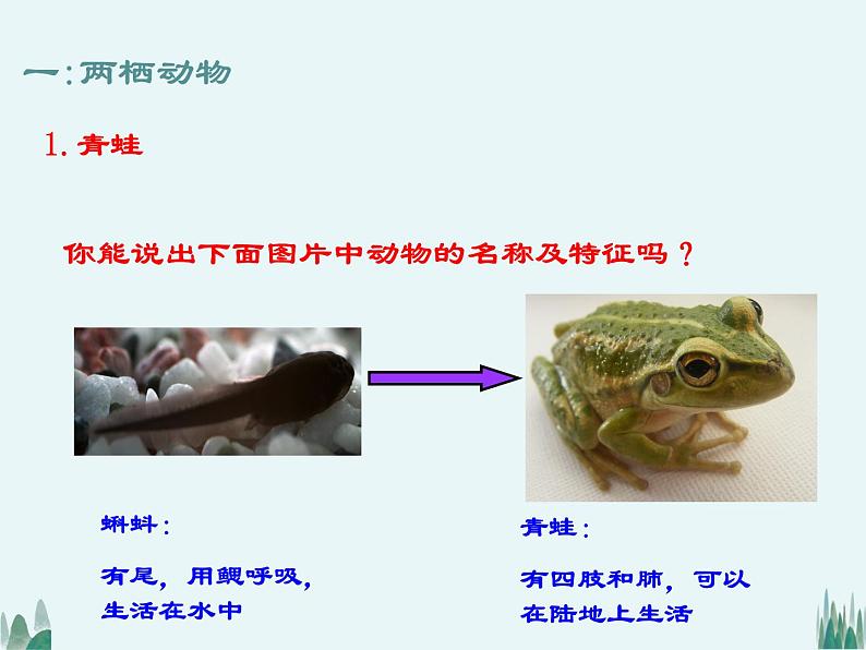 2021——2022学年人教版八年级生物上册5.1.5两栖动物和爬行动物课件06