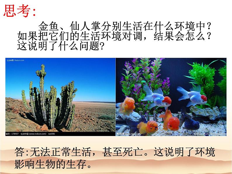 2021-2022学年北师大版七年级生物上册1.1.2  生物与环境的相互影响课件01